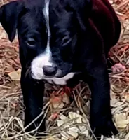 Pepe, a male Dogo Argentino and Cane Corso for sale in Woodville, TX – Photo 2 of 5