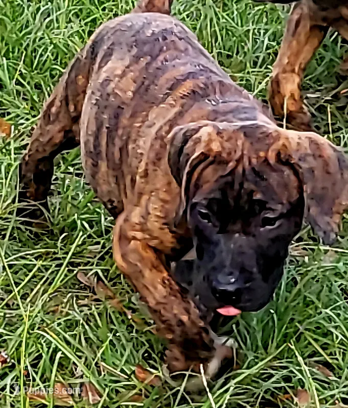 Bonnie  – Dogo Argentino, American Pit Bull Terrier puppy for sale in Tomball, TX