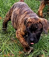 Bonnie , a female Dogo Argentino and American Pit Bull Terrier for sale in Tomball, TX – 1 of 3
