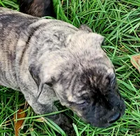  BOERBOEL/BANDOG, MAGGI , a female Cane Corso and Boerboel for sale in Tomball, TX – 2 of 8