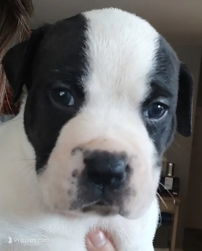 Bettyboop  – American Bully, Cane Corso puppy for sale in Tomball, TX