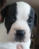 Bettyboop , a female American Bully and Cane Corso for sale in Tomball, TX – 1 of 8