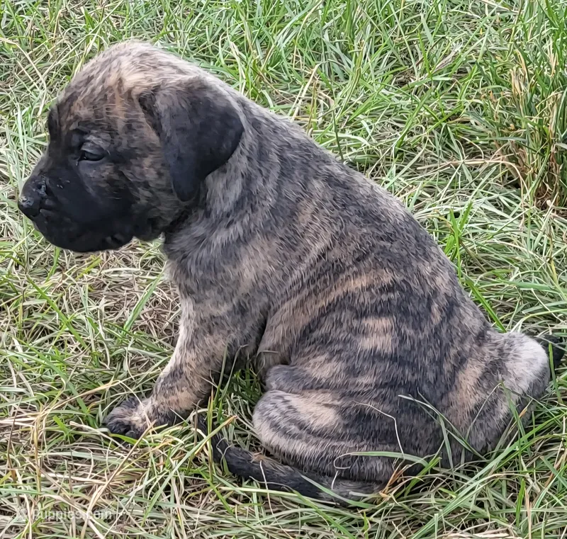 BOERBOEL/BANDOG ,KONG – Cane Corso, Boerboel puppy for sale in Tomball, TX