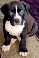 Buster, a male Dogo Argentino and American Pit Bull Terrier for sale in Tomball, TX – 3 of 7