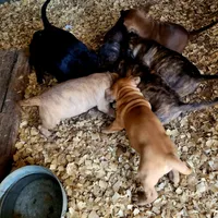 BANDOG (HONDO), a male American Pit Bull Terrier and Cane Corso for sale in Tomball, TX – 9 of 9