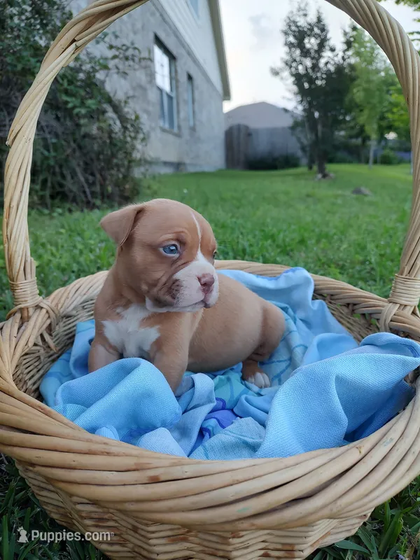 Red – American Bully, Cane Corso puppy for sale in Woodville, TX