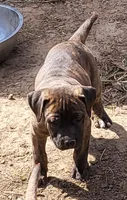 ROCKY/BANDOG , a male Dogo Argentino and Boerboel for sale in Tomball, TX – 8 of 10