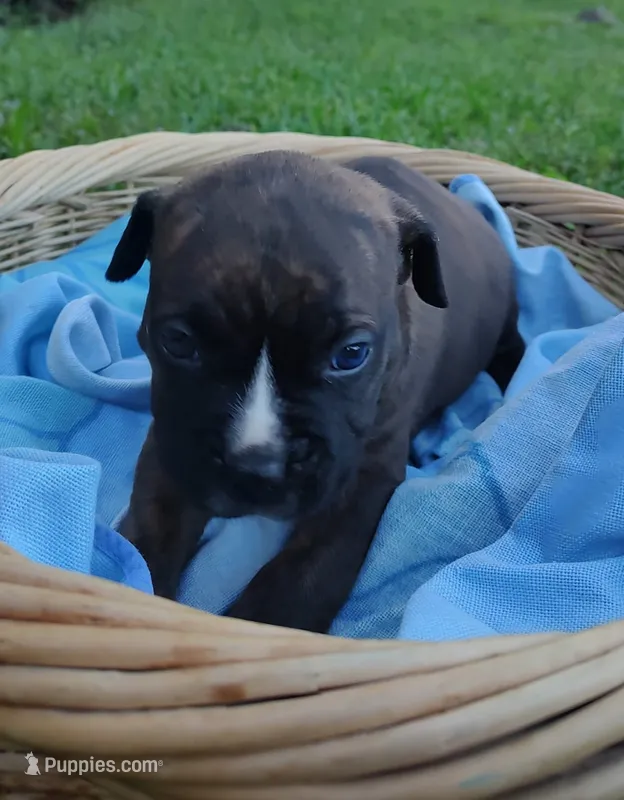 Bain – American Bully, Cane Corso puppy for sale in Woodville, TX