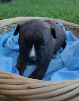 Bain, a male American Bully and Cane Corso for sale in Woodville, TX – 1 of 1