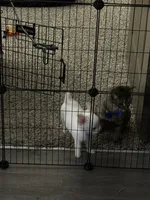 Theo, a male Chihuahua for sale in Atlanta, GA – Photo 2 of 6