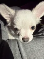 Theo, a male Chihuahua for sale in Atlanta, GA – Photo 3 of 3