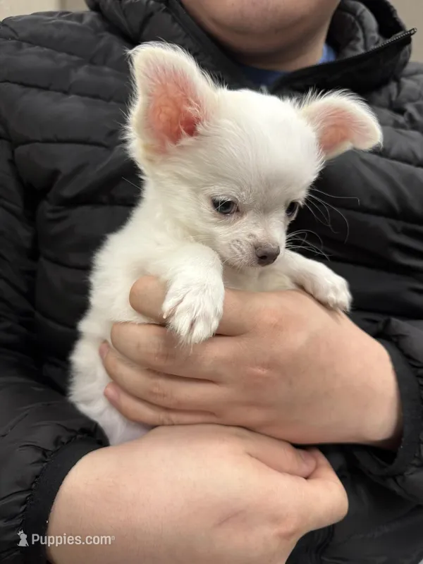 Theo – Chihuahua puppy for sale in Atlanta, GA