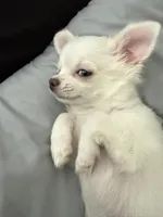 Theo, a male Chihuahua for sale in Atlanta, GA – Photo 4 of 6