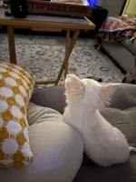 Theo, a male Chihuahua for sale in Atlanta, GA – Photo 5 of 6