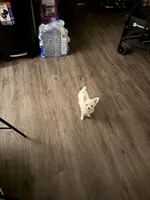 Theo, a male Chihuahua for sale in Atlanta, GA – Photo 3 of 6