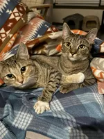 Theo, a male Chihuahua for sale in Atlanta, GA – Photo 6 of 6