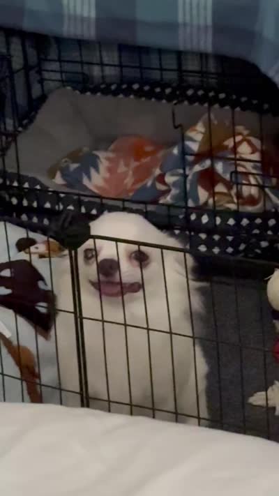 Theo, a male Chihuahua for sale in Woodstock, GA – 2 of 4