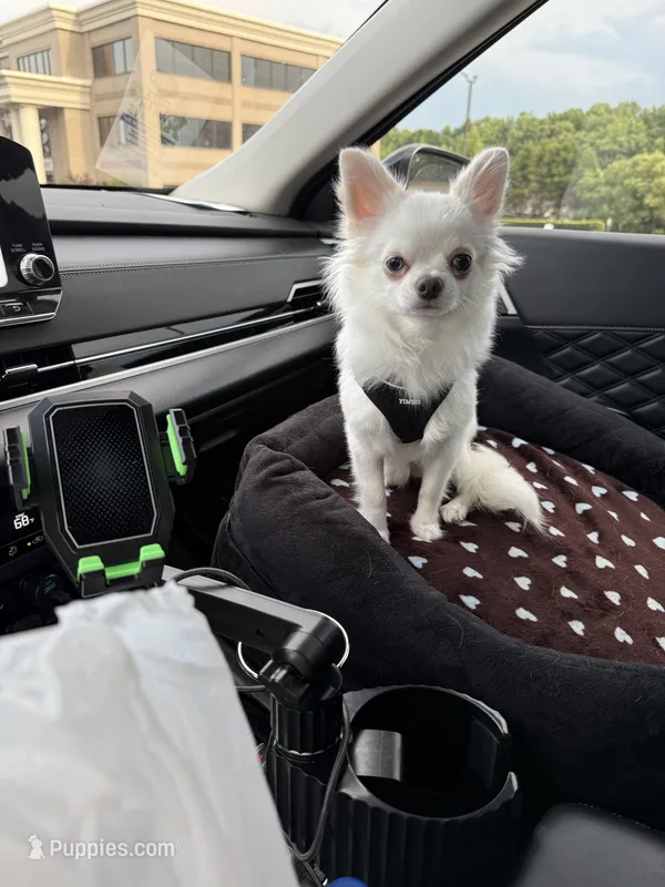 Theo – Chihuahua puppy for sale in Woodstock, GA