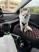 Theo, a male Chihuahua for sale in Woodstock, GA – 1 of 4
