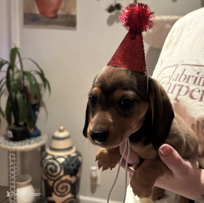 Bean – Miniature Dachshund puppy for sale in Auburn, CA