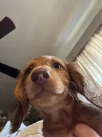 Blonde , a female Miniature Dachshund for sale in Auburn, CA – Photo 3 of 3