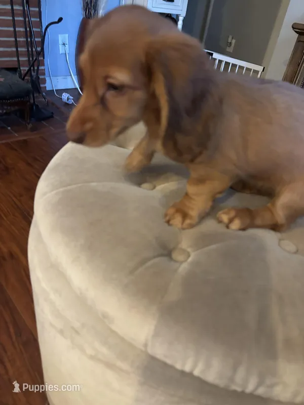 Blonde  – Miniature Dachshund puppy for sale in Auburn, CA