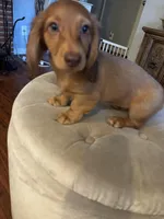 Blonde , a female Miniature Dachshund for sale in Auburn, CA – Photo 2 of 3