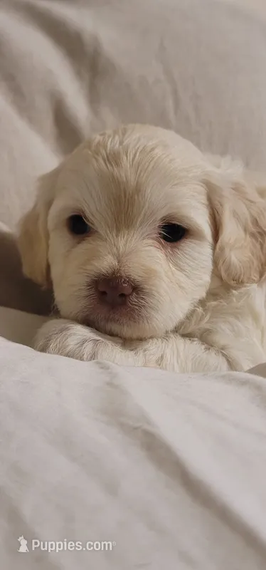 September – Lhasa Apso, Poodle - Miniature  puppy for sale in Phoenix, AZ
