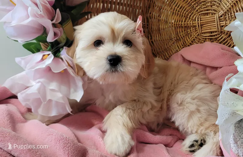 December – Lhasa Apso, Poodle - Miniature  puppy for sale in Phoenix, AZ