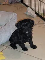Carmen, a female Lhasapoo and Shihpoo for sale in Phoenix, AZ – 4 of 4