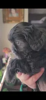 Carmen, a female Shih Tzu for sale in Phoenix, AZ – 4 of 9