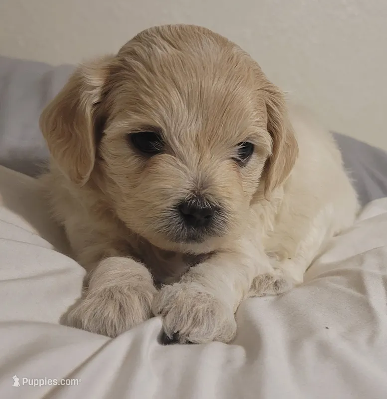 Coca Cola – Lhasa Apso, Poodle - Miniature  puppy for sale in Phoenix, AZ