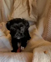 Carmen, a female Shih Tzu for sale in Phoenix, AZ – 5 of 9