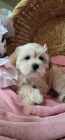 Lhasa puppy - Female, a female Lhasa Apso and Poodle - Miniature  for sale in Phoenix, AZ – 2 of 8
