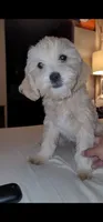 Fropy, a male Lhasa Apso for sale in Phoenix, AZ – 5 of 5