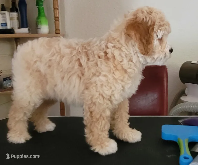 November – Lhasa Apso, Poodle - Miniature  puppy for sale in Phoenix, AZ