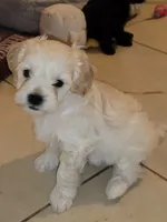 Washington, a male Lhasapoo and Shihpoo for sale in Phoenix, AZ – 3 of 5