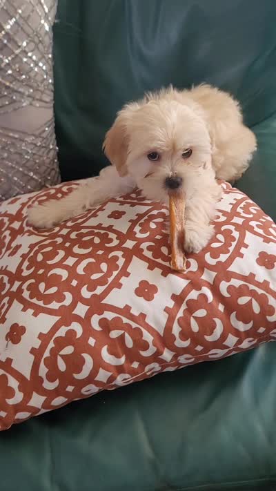 Lhasa puppy - Female, a female Lhasa Apso and Poodle - Miniature  for sale in Phoenix, AZ – 8 of 8