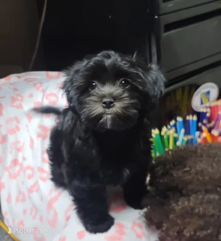 Carmen – Shih Tzu, Poodle - Toy  puppy for sale in Phoenix, AZ