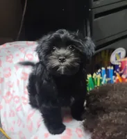 Carmen, a female Shih Tzu and Poodle - Toy  for sale in Phoenix, AZ – 1 of 5