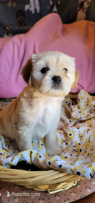 December – Lhasa Apso, Poodle - Miniature  puppy for sale in Phoenix, AZ