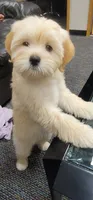 Most Intelligent December, a female Lhasa Apso and Poodle - Miniature  for sale in Phoenix, AZ – 3 of 9