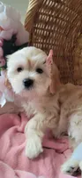 Lhasa puppy - Female, a female Lhasa Apso and Poodle - Miniature  for sale in Phoenix, AZ – 7 of 8