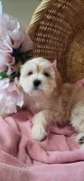 Lhasa puppy - Female, a female Lhasa Apso and Poodle - Miniature  for sale in Phoenix, AZ – 4 of 8