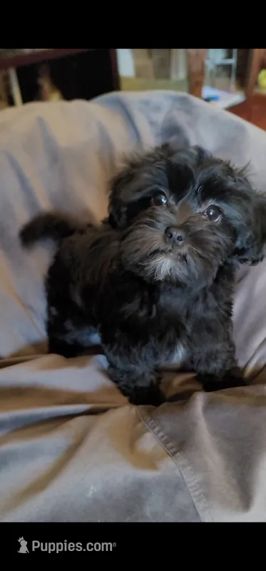 Carmen – Lhasa Apso, Shih Tzu puppy for sale in Phoenix, AZ