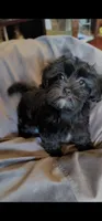 Carmen, a female Lhasa Apso and Shih Tzu for sale in Phoenix, AZ – 1 of 9