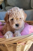 April, a female Lhasa Apso and Poodle - Miniature  for sale in Phoenix, AZ – 7 of 7
