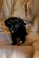 Carmen, a female Shih Tzu for sale in Phoenix, AZ – 8 of 9