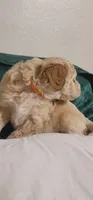 November, a male Lhasa Apso and Poodle - Miniature  for sale in Phoenix, AZ – 6 of 6