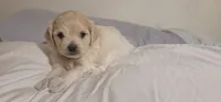 Coca Cola, a male Lhasa Apso and Poodle - Miniature  for sale in Phoenix, AZ – 4 of 5